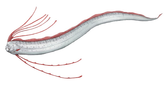 リュウグウノツカイ 川崎悟司イラスト集