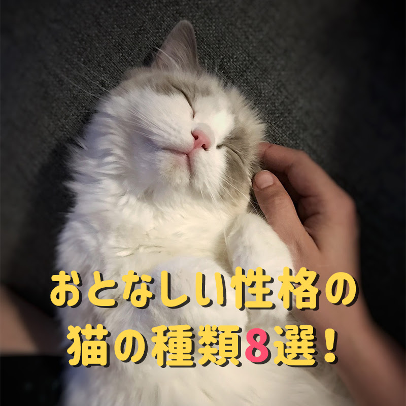 おとなしい性格の猫の種類8選 魅力や特徴 飼い方の注意点は