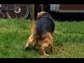 Photo De Chien Qui Fait Caca