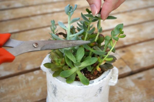 多肉植物室内での管理方法