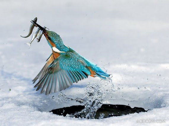 Kingfishers - little killing machines (4 pics)