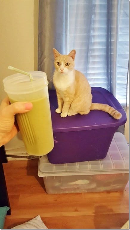 smoothie bigger than my cat (450x800)