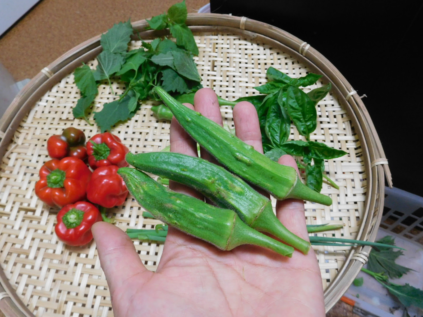 種とりの季節なのに 何故か花が咲かないシソの謎 にこにこ菜園日記