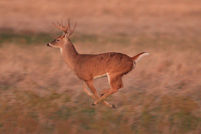 What a gorgeous buck!