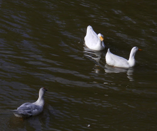 naturenotsDSCN7545