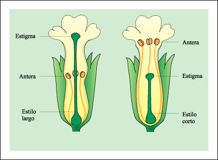 Dibujos de dos tipos de flores de la misma especie que representan un 