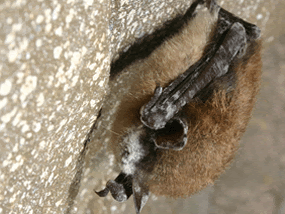 Bat Nose