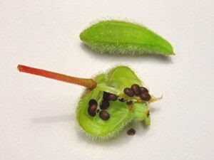 ホウセンカ 鳳仙花 の花言葉 意味と由来を詳しく紹介