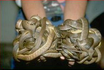 Toxic Mice Latest Weapon Against Guam S Brown Tree Snakes Ens