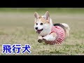 [無料ダウンロード！ √] 飛ぶ 犬 508071-飛ぶ 犬 コーギー