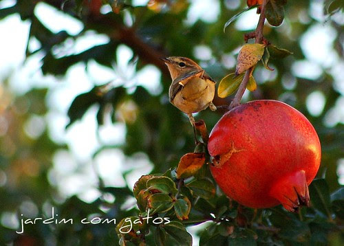 dsc_0195-1