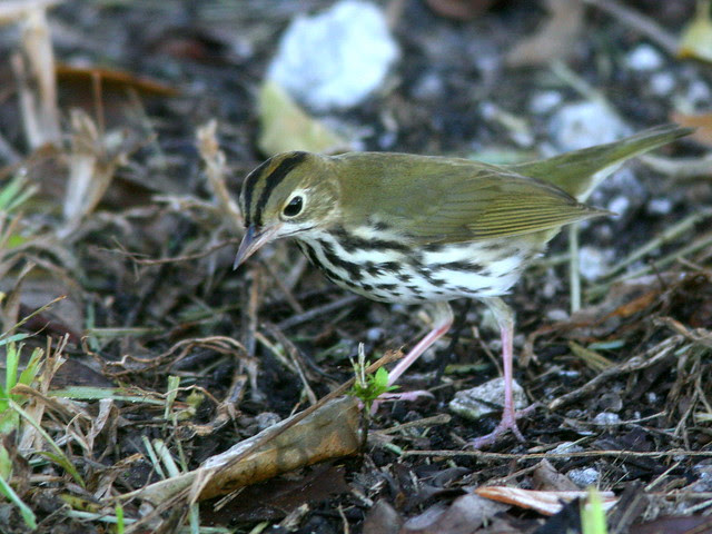 Ovenbird 3-20101003