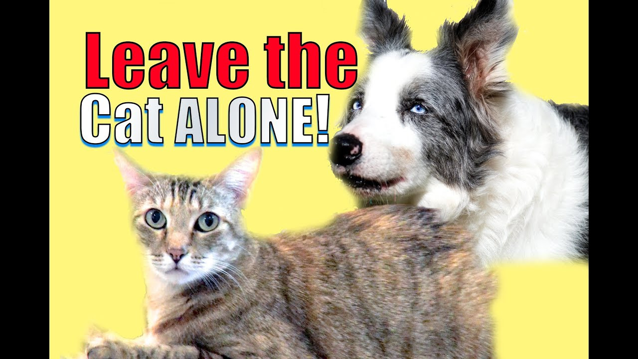 How to train your dog to leave your cat alone - YouTube