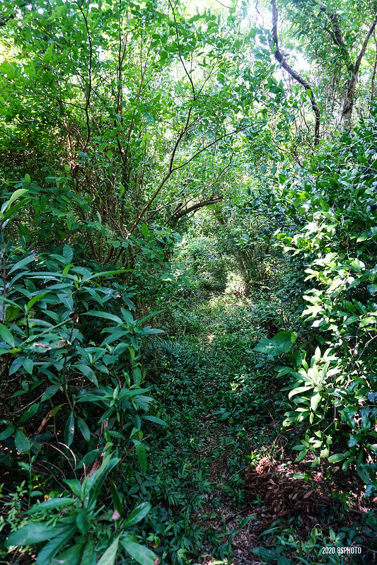 DSC04177
