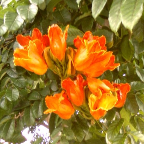 ハワイ観光ブログ ハワイに咲く花たち