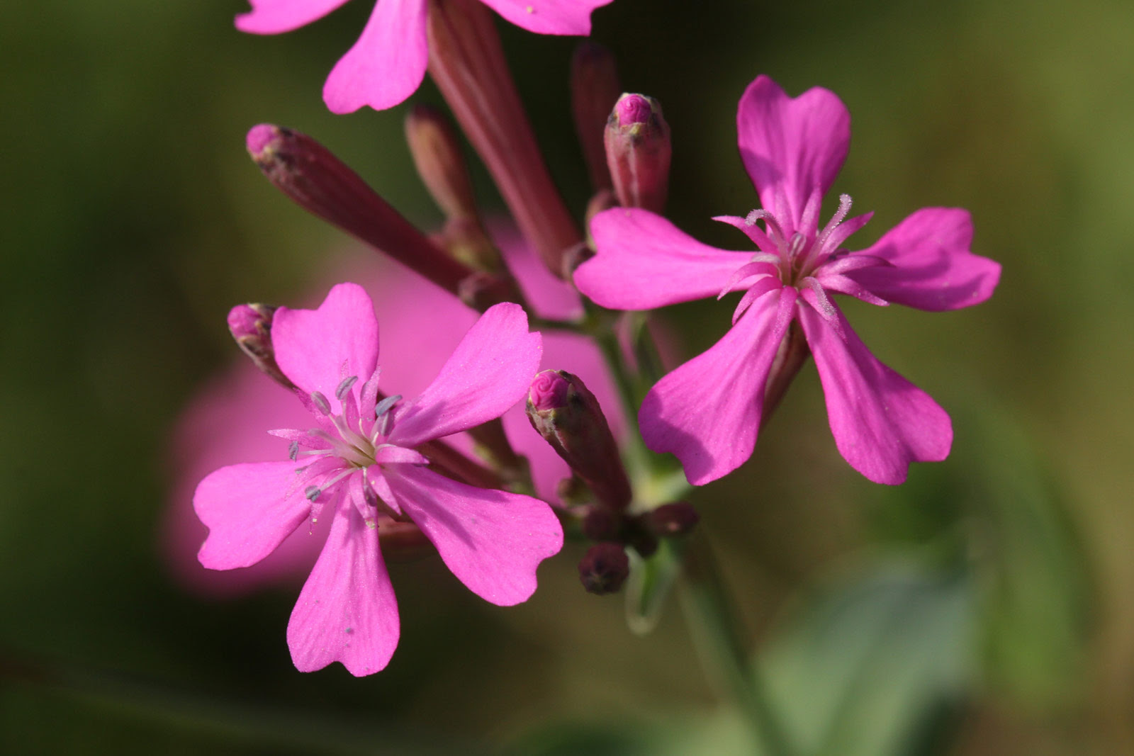 お花の写真集 ムシトリナデシコ 虫取り撫子