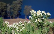 Top Inspirasi 8+ Wallpaper Taman