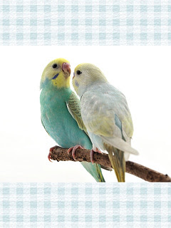 世界の鳥 内緒ばなし セキセイインコ の待ち受け画像 壁紙 動物 パラダイス