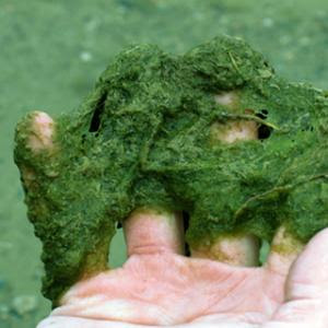 Filamentous Algae in Ponds
