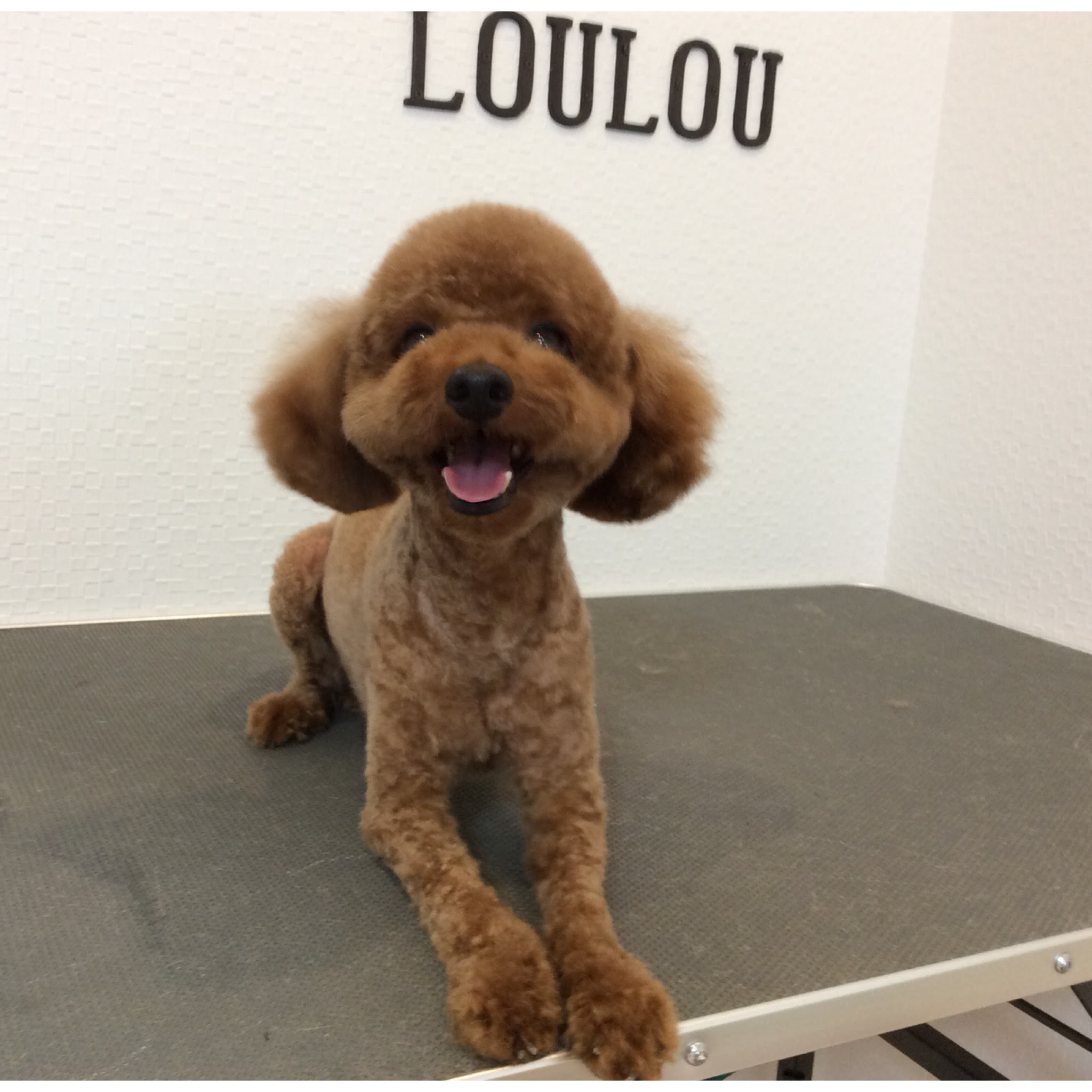 トイプードル 茶々丸ちゃん サマーカット 相模原市緑区東橋本 トリミングサロン Loulou