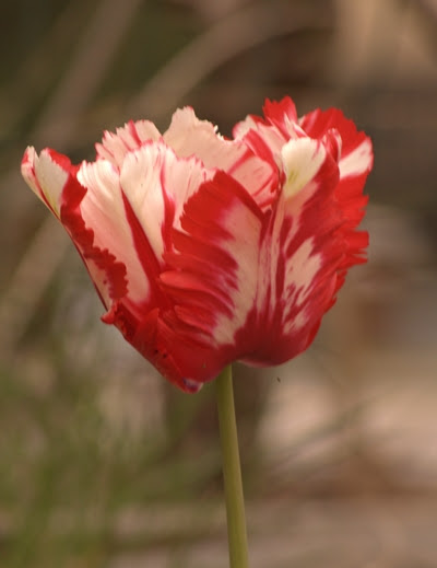 04-30-2010_redwhitetulip_rs