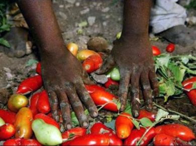 Risultati immagini per SFRUTTAMENTO RACCOLTA POMODORI IMMAGINI