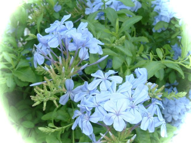 水色の花 つぼあみ家 ばあちゃんのひとりごと 楽天ブログ