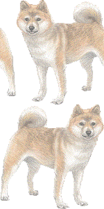 柴犬 豆柴 しばいぬ まめしば のイラスト 条件付フリー素材集