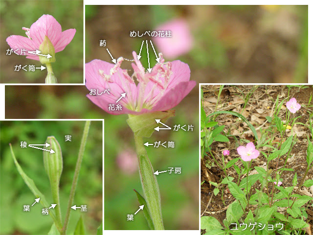 科学技術館メールマガジン 自然と友だち