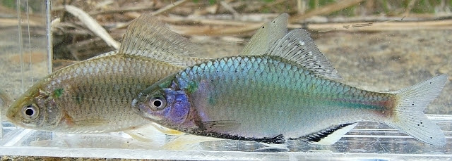 日本淡水魚 シロヒレタビラ