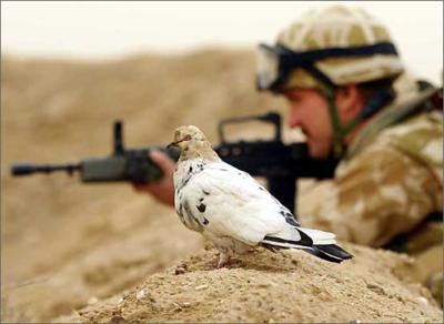 鳥と軍人 おもしろ動物画像集