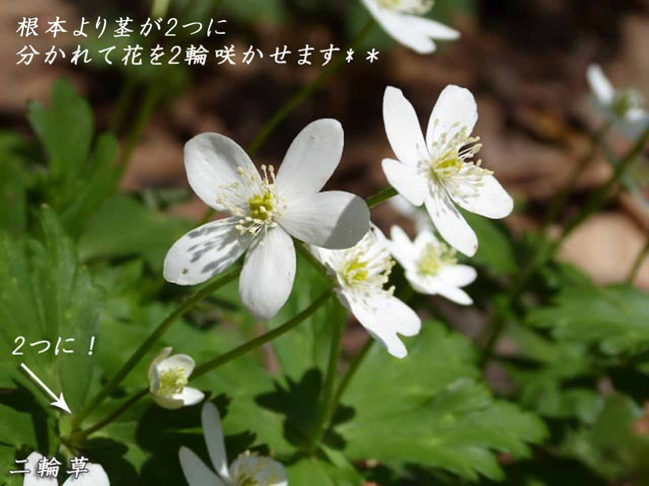 花図鑑 ニリンソウ 二輪草 キンポウゲ科イチリンソウ属