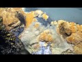 (Video & Gambar) Saintis Temui Sebuah Tasik Dalam Laut & Haiwan-Haiwan Yang Berenang Melaluinya Mati