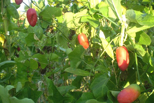 Cách chăm sóc dây Bình bát chỉ cần để ý tưới nước là đủ. Ảnh minh họa 