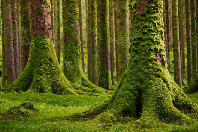 Image result for moss adaptation