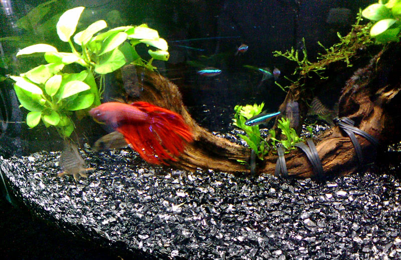 ベタの混泳 コリドラスとテトラなら問題なし 混泳可能 Aqua Talk