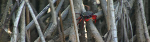 Juan Venado Nature Reserve, crab in tree
