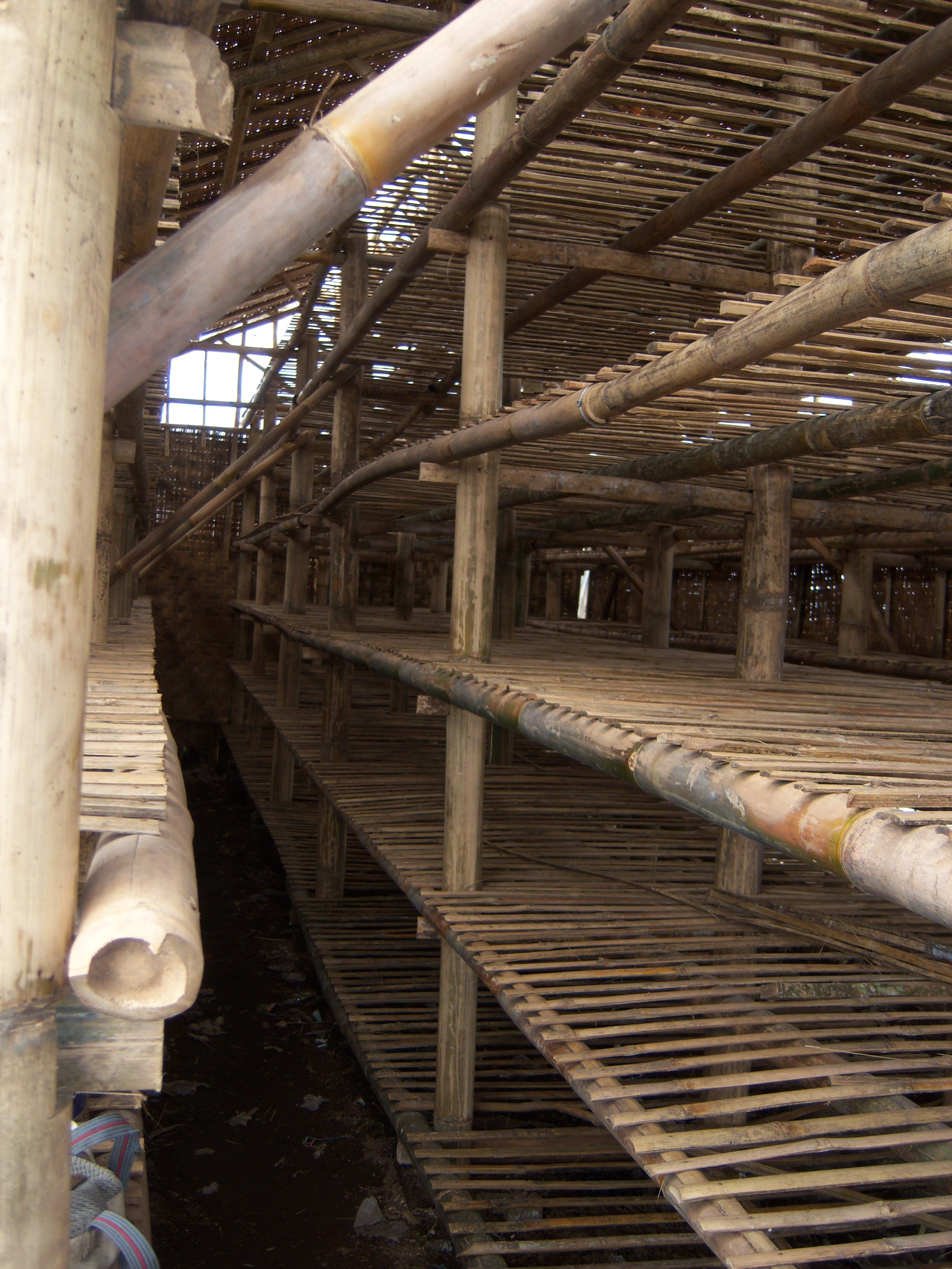  Rak  jamur  tiram  All about fermentation product