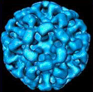 Un virus