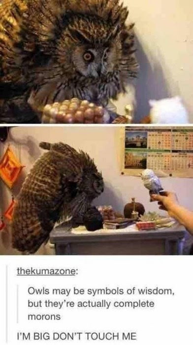 tumblr,Owl