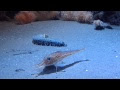 √1000以上 魚 カッコいい 127510-魚 かっこいい イラスト
