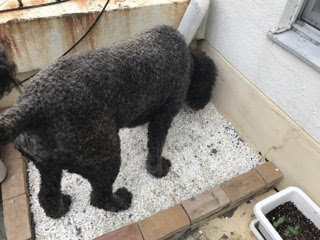 １００wishを一つ終了 Mission ベランダに犬トイレを作る ちこのアロマ館