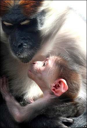 A four-day-old cherry-crowned mangabey clings to its mother at Colchester Zoo, UK. The species is under increasing pressure from human activity in its native Nigeria.