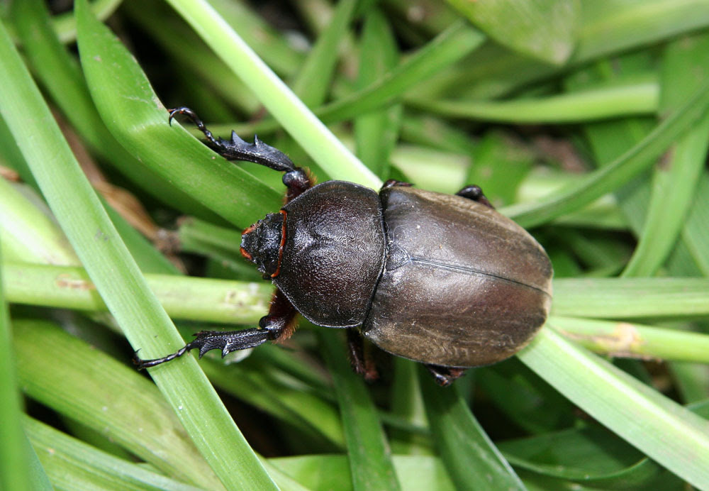 カナブンとコガネムシの違い 生き物語 自然は尋常ではない 4３話 公共空間 X