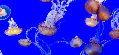 Animals Function Without a Brain