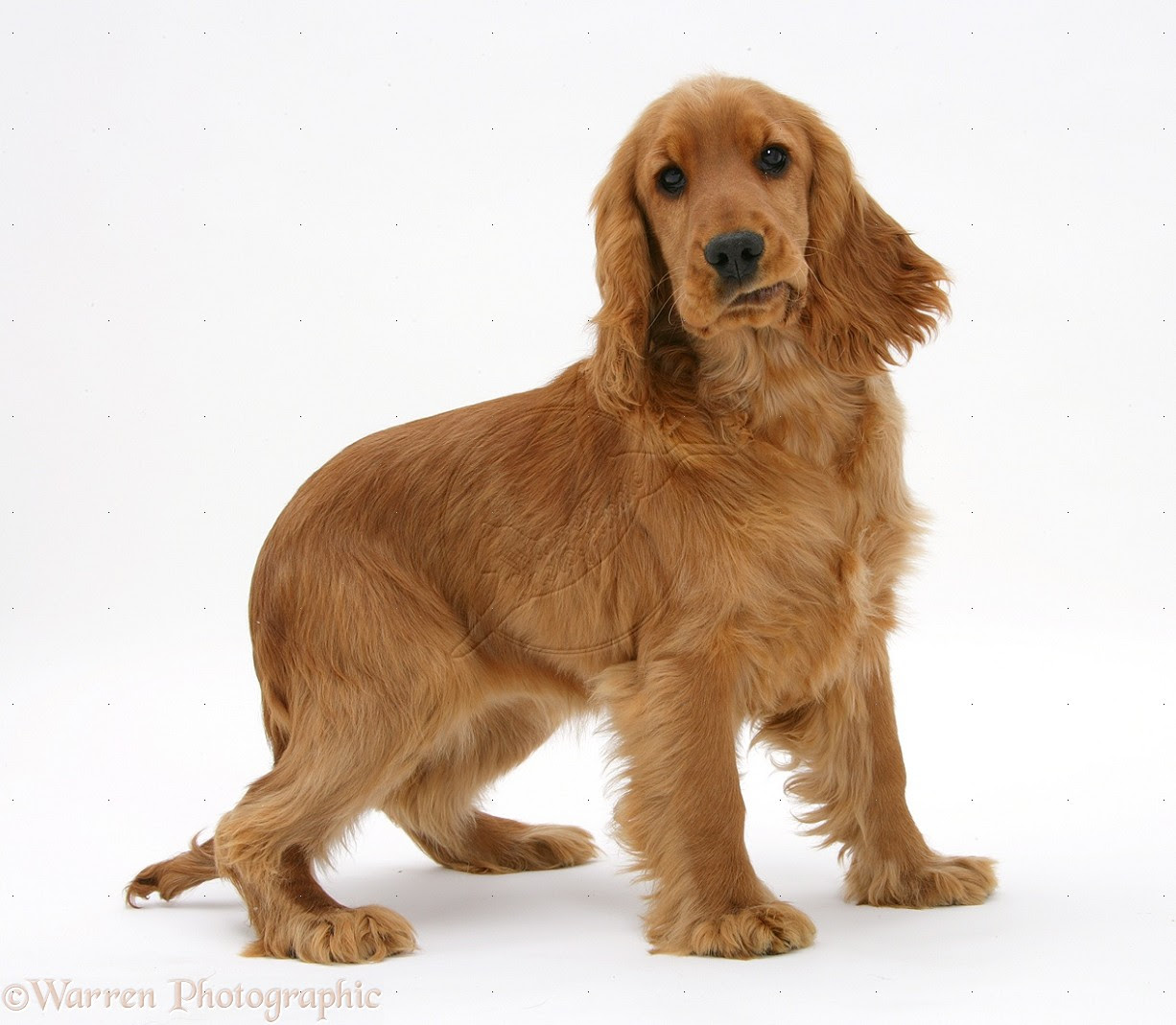 English Cocker Spaniel Breed Guide - Learn about the English Cocker