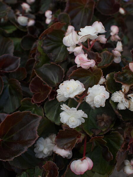 ベゴニア センパフローレンスとは ヤサシイエンゲイ