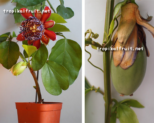 パッションフルーツの育て方