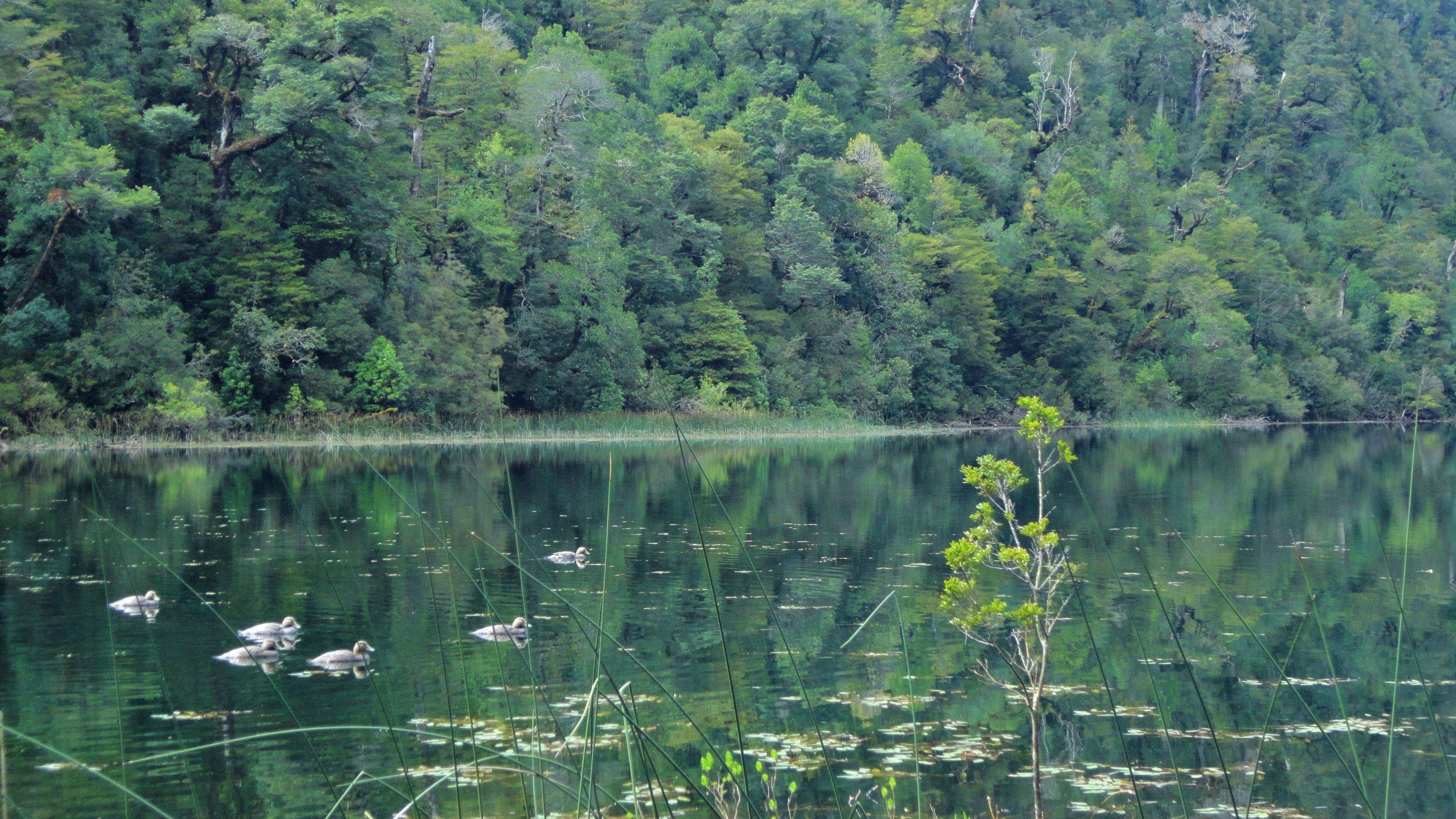 Image result for laguna fria alerce andino