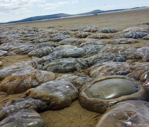 Cảnh tượng chất nhầy phủ kín bãi biển.